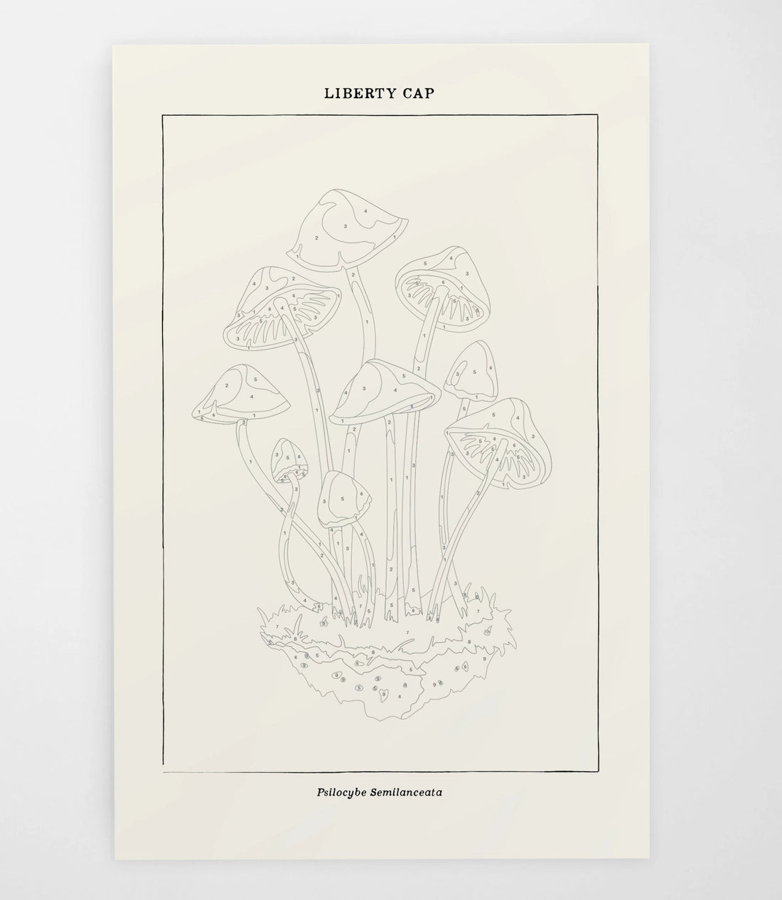 Mushroom Botanical | Modern Paint By Numbers Kit