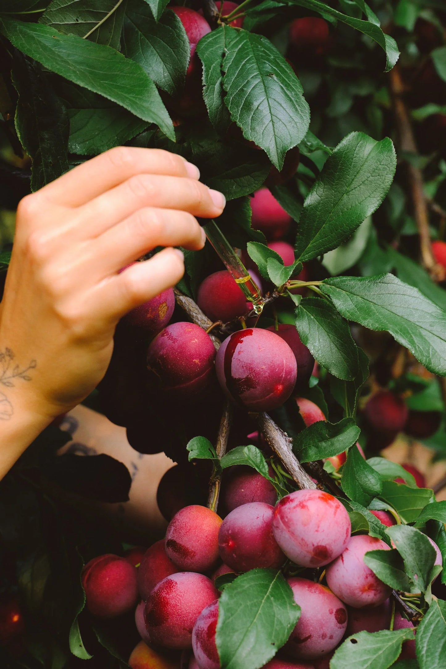 Summer Body Oil: Plum-Sun