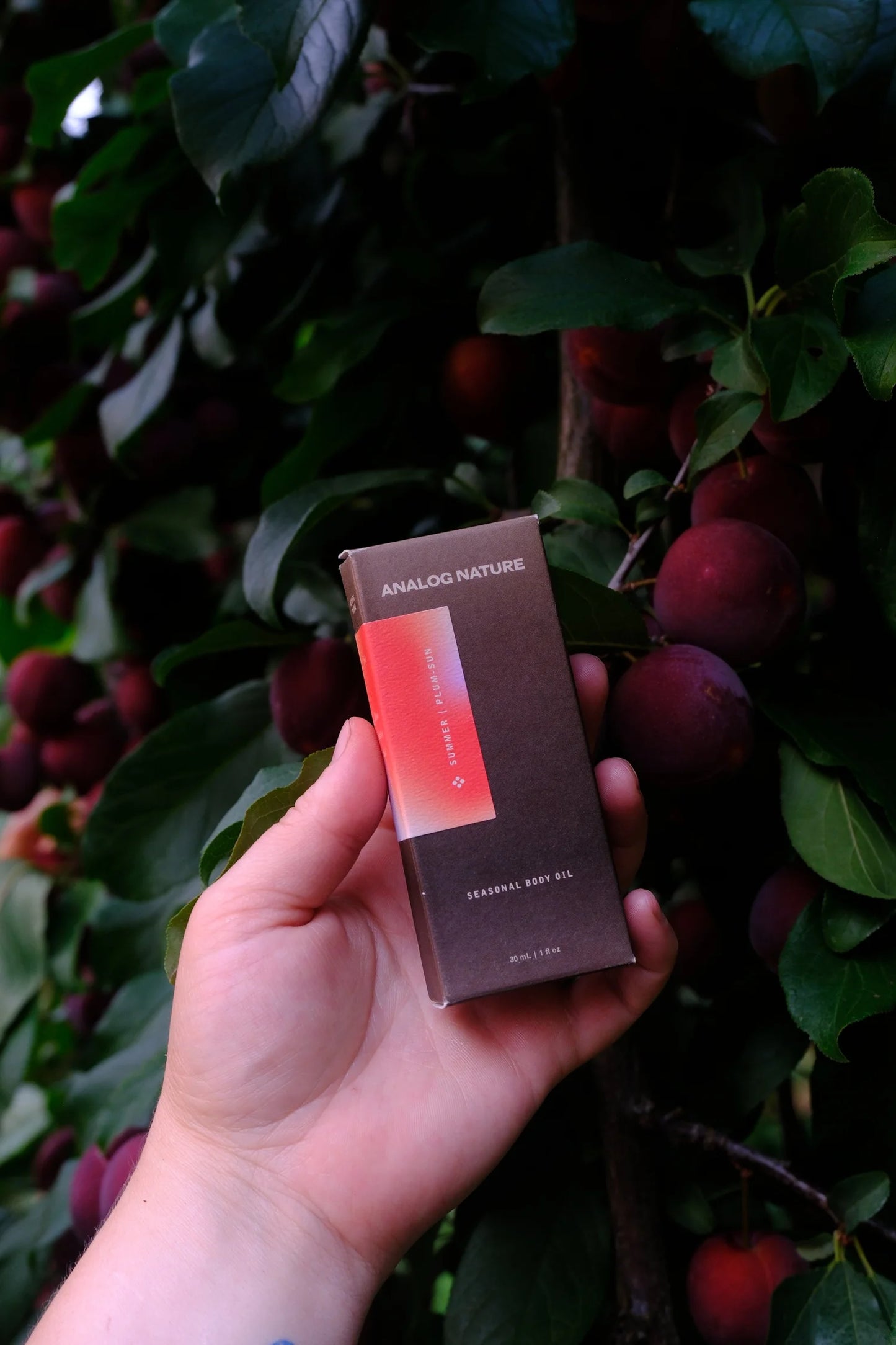 Summer Body Oil: Plum-Sun